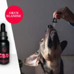 CBD za pse – koristi in doziranje